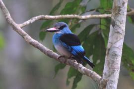 Łowiec kameruński - Halcyon malimbica - Blue-breasted Kingfisher