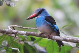 Łowiec kameruński - Halcyon malimbica - Blue-breasted Kingfisher