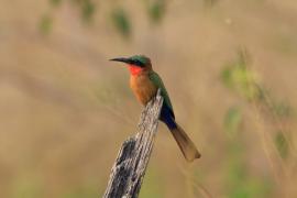 Żołna czerwonogardła - Merops bulocki - Red-throated Bee-eater
