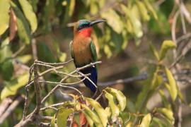 Żołna czerwonogardła - Merops bulocki - Red-throated Bee-eater