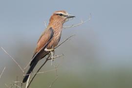Kraska kreskowana - Coracias naevius - Rufous-crowned Roller