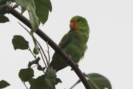 Nierozłączka czerwonogłowa - Agapornis pullarius - Red-headed Lovebird