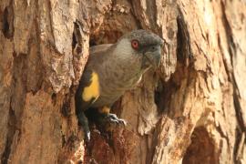 Afrykanka niebieskorzytna - Poicephalus rueppellii - Rüppell's Parrot