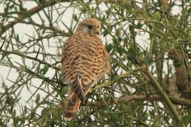Pustułeczka - Falco naumanni - Lesser Kestrel