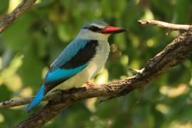 Łowiec jasny - Halcyon senegalensis - Woodland Kingfisher