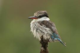Łowiec kreskowany - Halcyon chelicuti - Striped Kingfisher