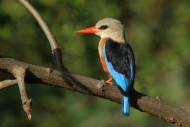 Łowiec szarogłowy - Halcyon leucocephala - Grey-headed Kingfisher