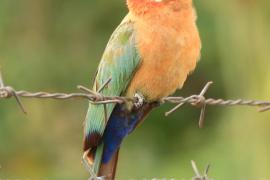 Żołna białoczelna - Merops bullockoides - White-fronted Bee-eater