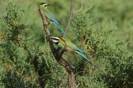 Żołna białogardła - Merops albicollis - White-throated Bee-eater