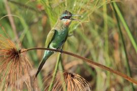 Żołna modrolica - Merops persicus - Blue-cheeked Bee-eater