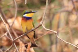 Żołna niebieskopierśna - Merops variegatus - Blue-breasted Bee-eater