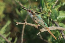 Żołna blada - Merops revoilii - Somali Bee-eater