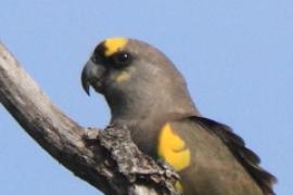 Afrykanka złotoplama - Poicephalus meyeri - Brown Parrot