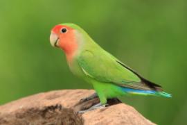 Nierozłączka czerwonoczelna - Agapornis roseicollis - Rosy-faced Lovebird