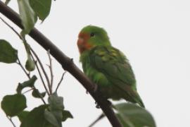 Nierozłączka czerwonogłowa - Agapornis pullarius - Red-headed Lovebird