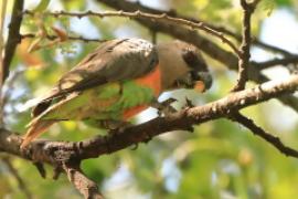 Afrykanka krasnopierśna - Poicephalus rufiventris  - Red-bellied Parrot