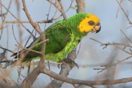 Afrykanka żółtogłowa - Poicephalus flavifrons - Yellow-fronted Parrot