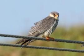 Kobczyk amurski - Falco amurensis - Amur Falcon