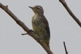 Dzięciolik moręgowany - Geocolaptes nubicus - Nubian Woodpecker