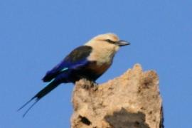 Kraska płowogłowa - Coracias cyanogaster - Blue-bellied Roller