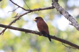 Kraskówka modrogardła - Eurystomus gularis - Blue-throated Roller