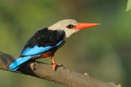 Łowiec szarogłowy - Halcyon leucocephala - Grey-headed Kingfisher