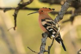 Dudek - Upupa epops - Common Hoopoe