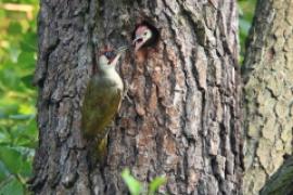 Dzięcioł zielony - Picus viridis - Green Woodpecker