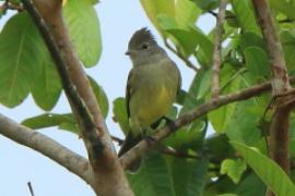 Elenia żółtobrzucha - Elaenia flavogaster - Yellow-bellied Elaenia