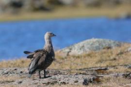 Etiopka - Cyanochen cyanopterus - Blue-winged Goose