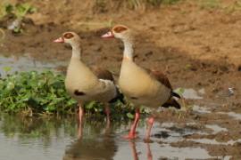 Gęsiówka egipska - Alopochen aegyptiaca - Egyptian Goose