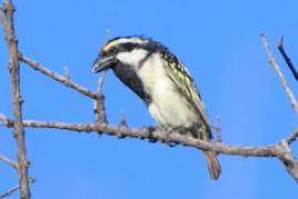 Głowaczek białolicy - Tricholaema leucomelas - Acacia Pied Barbet