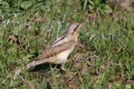 Krętogłów - Jynx torquilla - Eurasian Wryneck