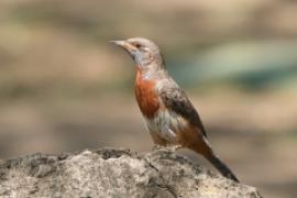 Krętogłów afrykański - Jynx ruficollis - Rufous-breasted Wryneck