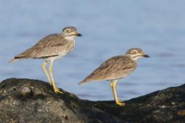 Kulon rzeczny - Burhinus senegalensis - Senegal Thick-knee