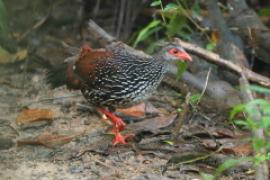 Kuropatwiak cejloński - Galloperdix bicalcarata - Sri Lanka Spurfowl