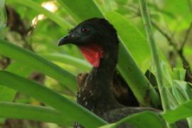 Penelopa rdzawobrzucha - Penelope purpurascens - Crested Guan