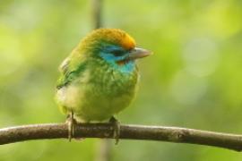 Pstrogłów żółtoczelny - Psilopogon flavifrons - Yellow-fronted Barbet