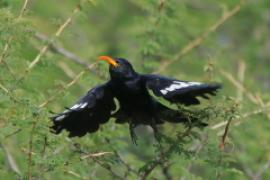 Czarnodudek czerwonodzioby - Rhinopomastus minor - Abyssinian Scimitarbill