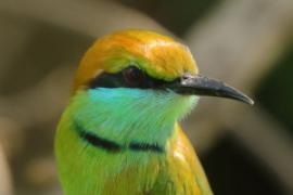 Żołna wschodnia - Merops orientalis - Green Bee-eater