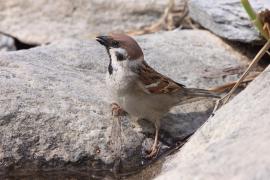 Mazurek - Passer montanus - Eurasian Tree Sparrowh