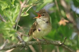 Łozówka - Acrocephalus palustris - Marsh Warbler