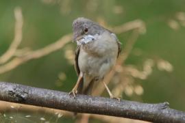 Cierniówka - Sylvia communis - Common Whitethroat