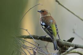 Zięba - Fringilla coelebs - Common Chaffinch