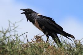 Kruk srokaty - Corvus albus - Pied Crow