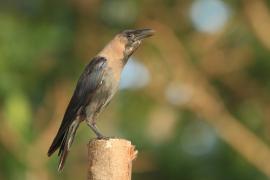 Wrona orientalna - Corvus splendens  - House Crow