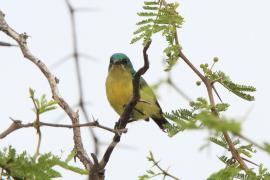 Nektarzyk obrożny - Hedydipna collaris - Collared Sunbird