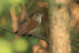 Słowik rdzawy - Luscinia megarhynchos - Common Nightingale