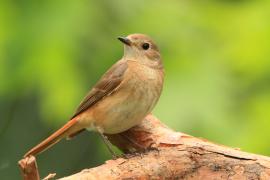 Pleszka - Phoenicurus phoenicurus - Common Redstart