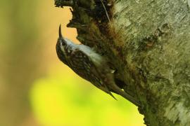 Pełzacz leśny - Certhia familiaris - Eurasian Treecreeper